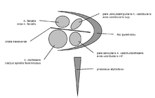 Fundus meatus acustici interni – schematický pohled na pravý meatus z vnitřní zadní strany