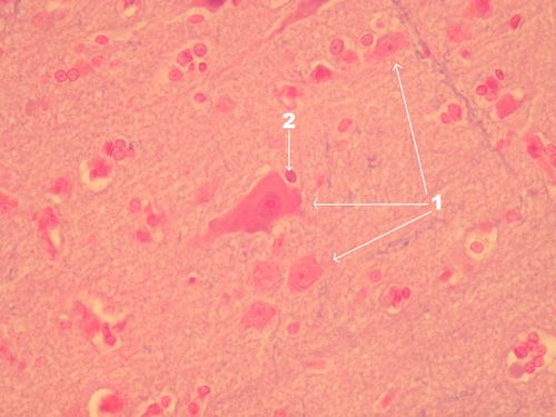 Mozek paramidová buňka 2 upr.jpg