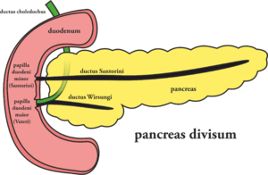 Pancreas divisum.png