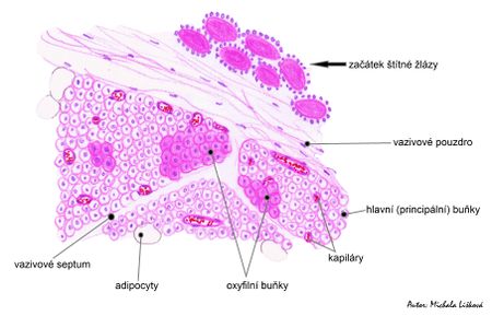 Schéma – Glandula parathyroidea