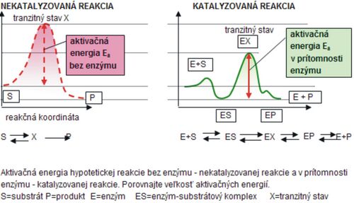 Obr. 1 Porovnanie Ea enzymaticky katalyzovanej a nekatalyzovanej reakcie