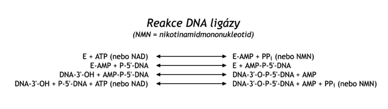 Reakce DNA ligázy.png