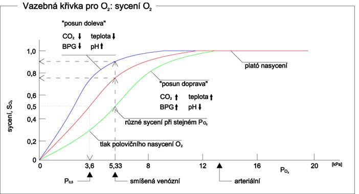 Saturace hemoglobinu kyslíkem.jpg