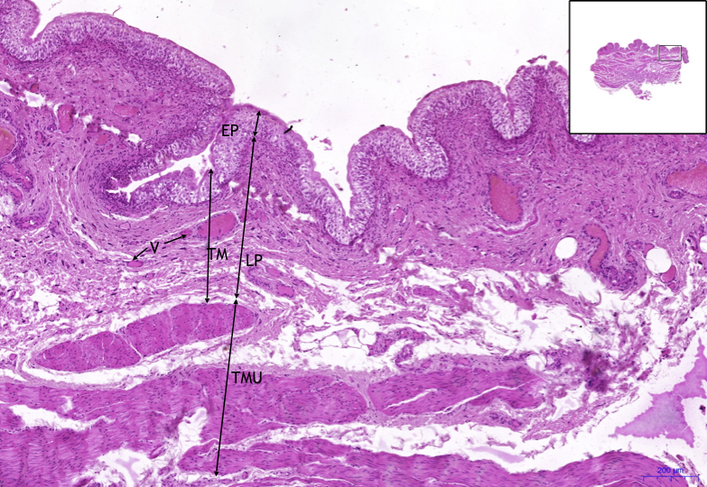 Ledvina/Kidney – HE, 0,5x