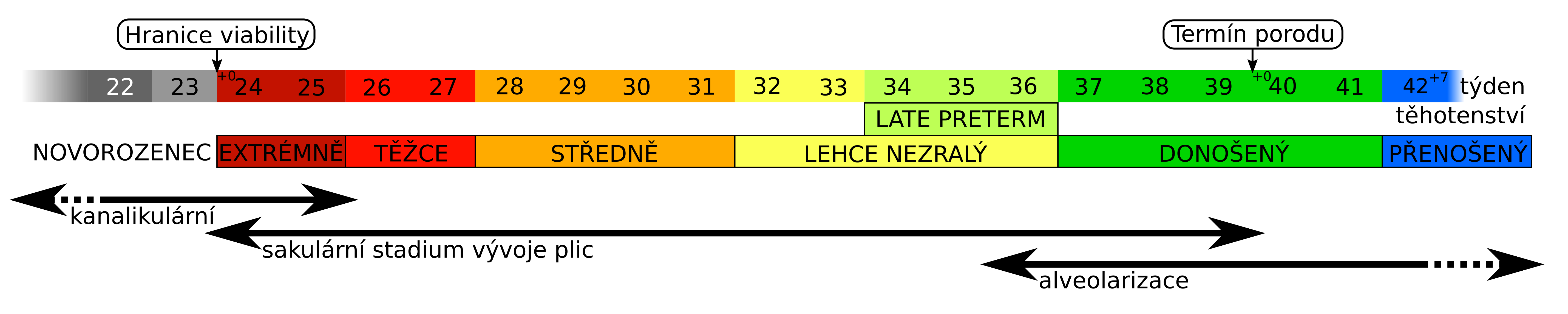 Stadia vyvoje plic.png