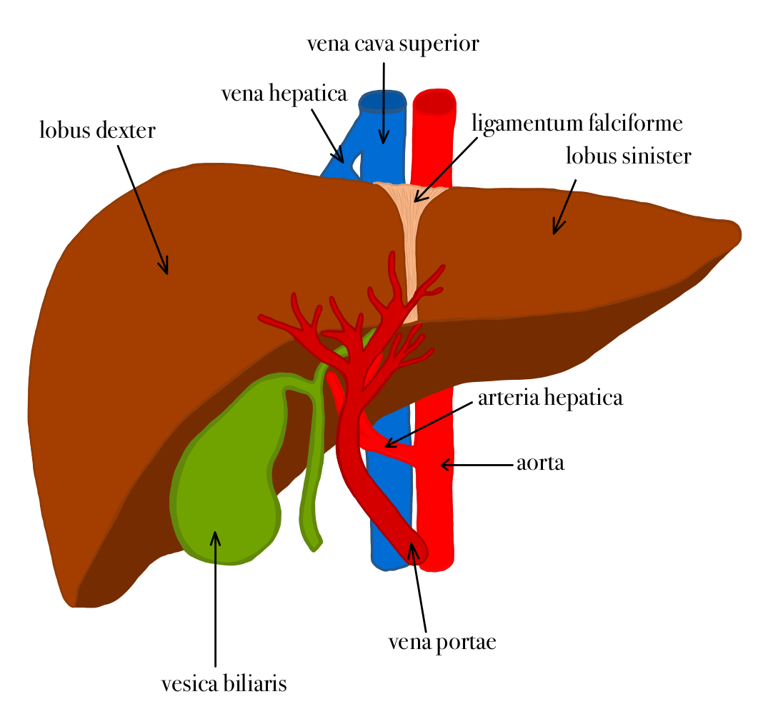 Játra/Anatomie jater – WikiSkripta