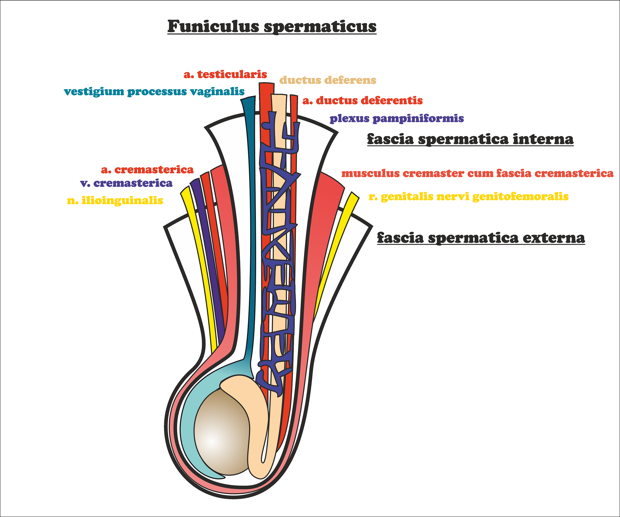 Воспаление семенного канатика у мужчин. Семенной канатик топография. Семенной канатик анатомия строение. Семенной канатик анатомия функция. Анатомия яичка и семенного канатика.