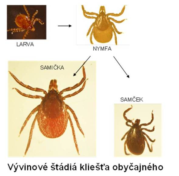 Ixodes ricinus/Vývojový cyklus – WikiSkripta