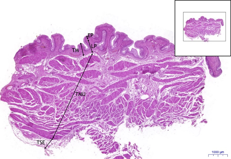 Ledvina/Kidney – HE, 0,5x