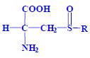 Alkenylcysteinsulfoxid.jpg