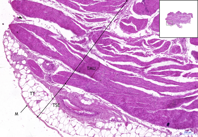 Ledvina/Kidney – HE, 0,5x