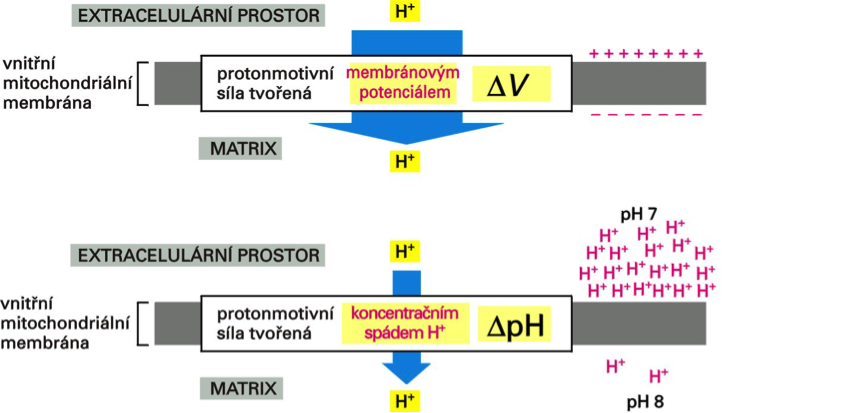 Složky elektrochemického potenciálu protonů.png