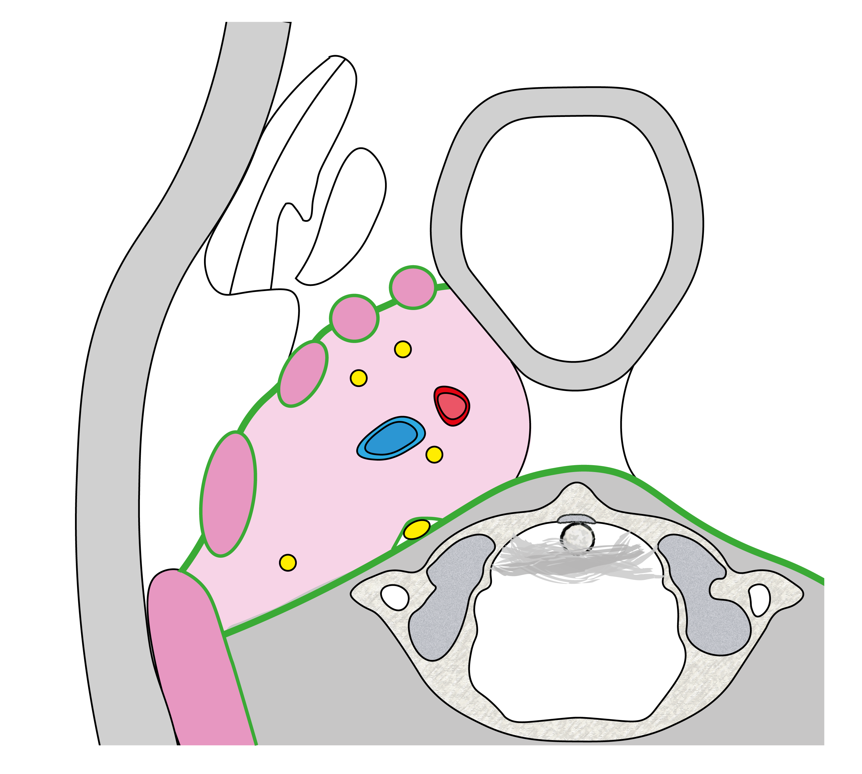 Schéma spatium retrostyloideum