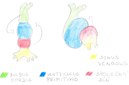 Srdeční klička.jpg