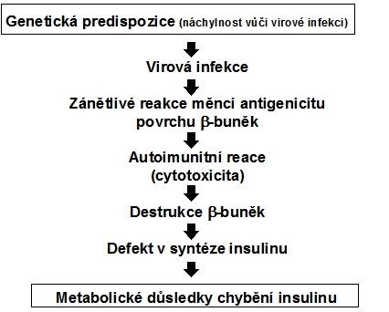 Patogeneze diabetu typu 1