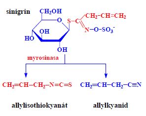 Allylisothiokyanát-vznik.jpg