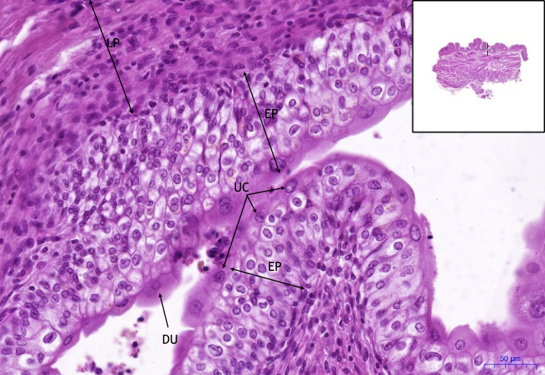 Ledvina/Kidney – HE, 0,5x