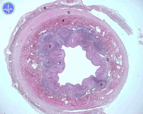 Appendix (SFLT) – WikiSkripta