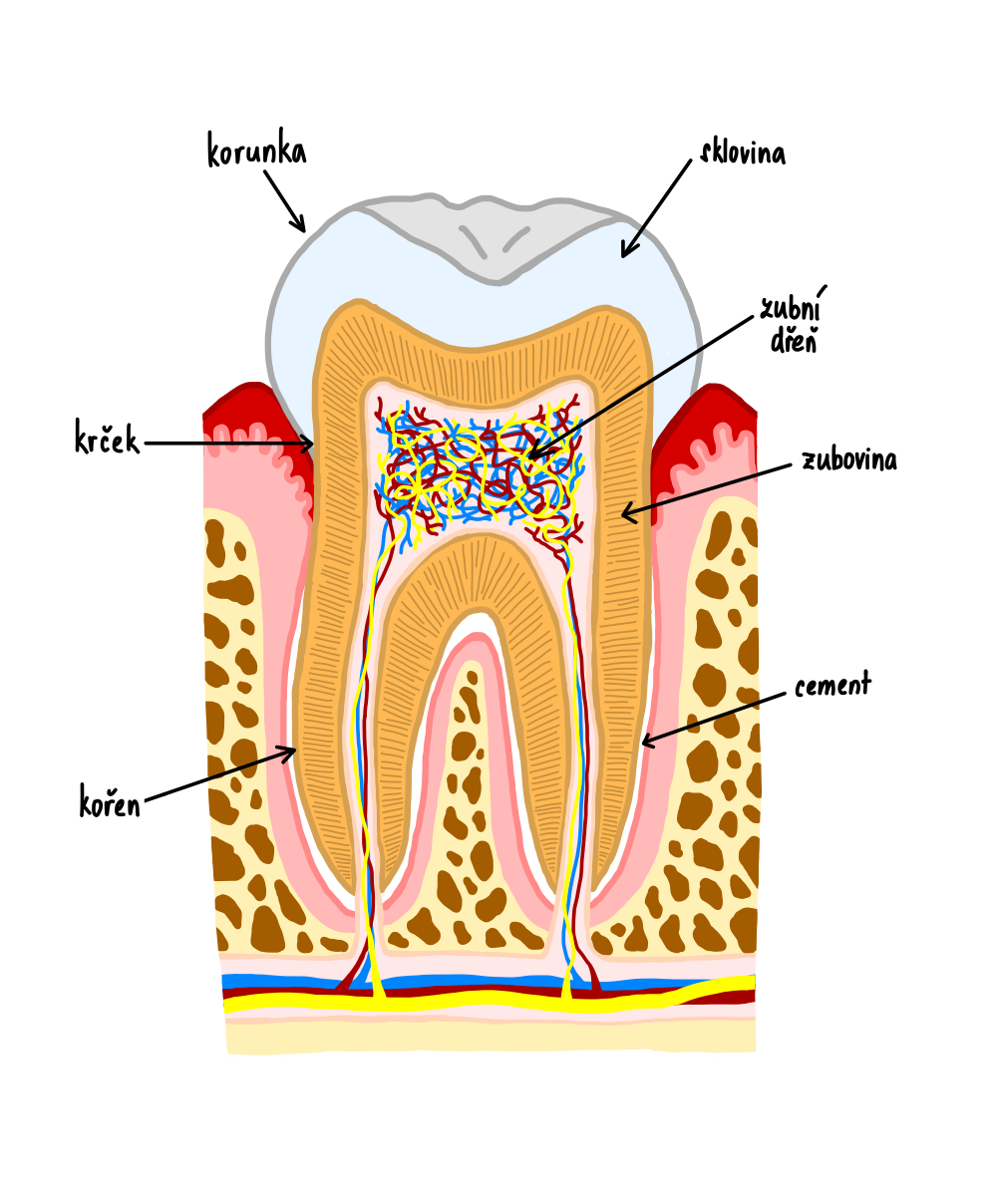 Gingivodentální uzávěr – WikiSkripta