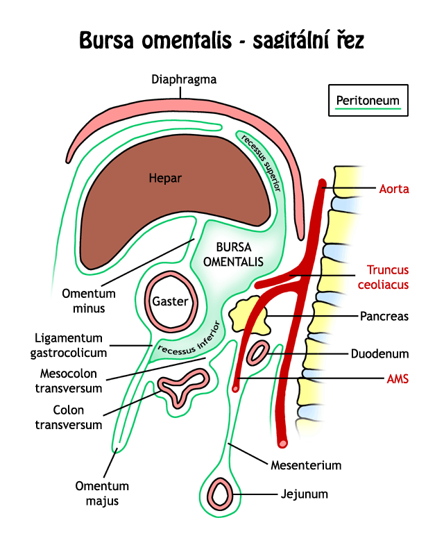 Bursa travesti sudem