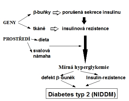 Patogeneze diabetu typu 2
