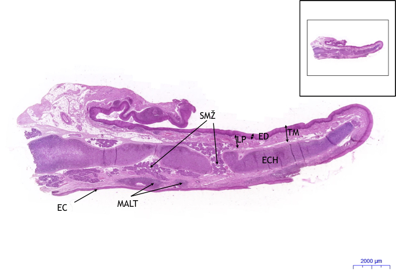 Epiglottis, HE 0,5x
