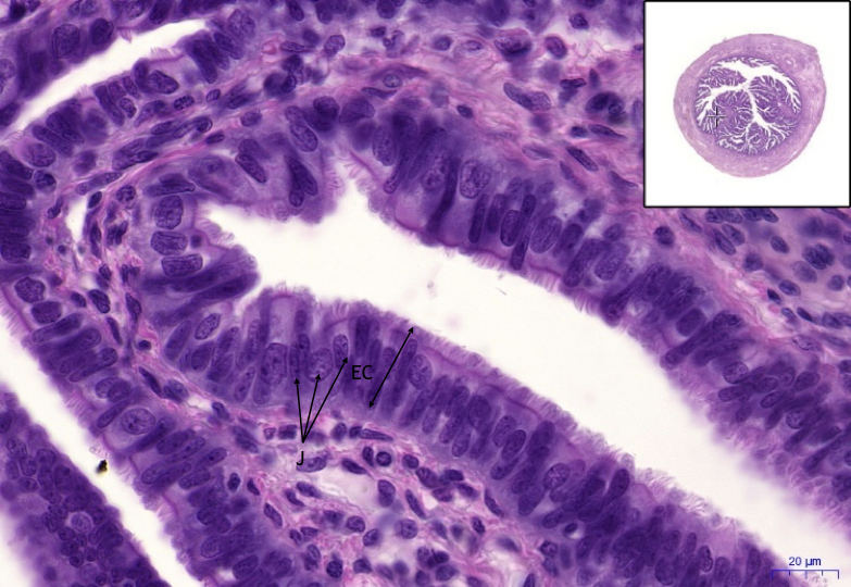 Tuba Uterina (ampulla) – HE, 40x
