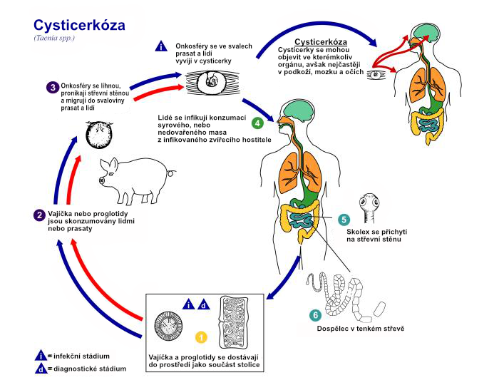 Životní cyklus Taenie