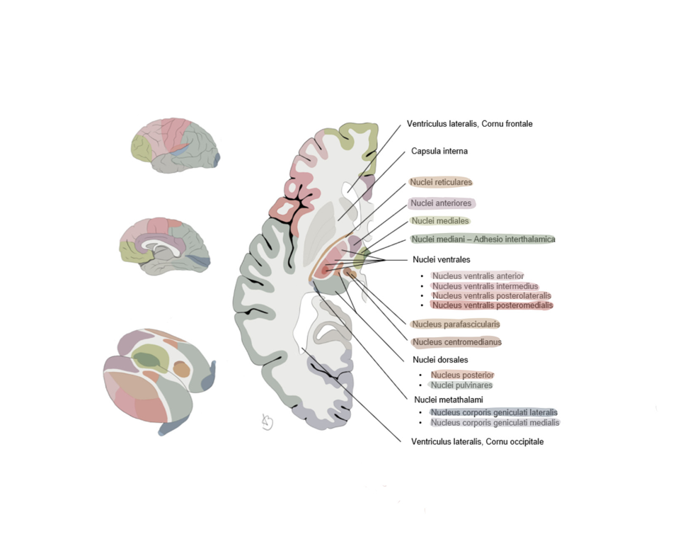 Thalamus – WikiSkripta