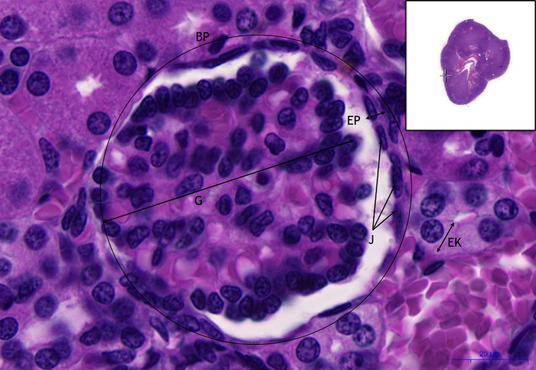 Ledvina- Kidney – HE, 73x