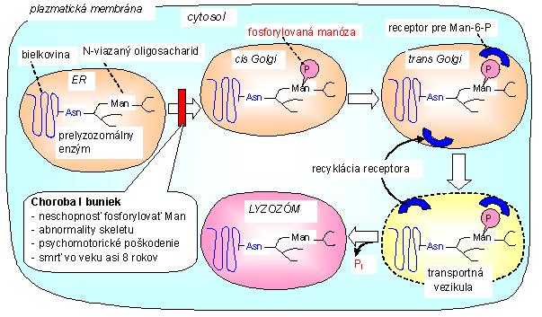 Obr. 9 Transport N-viazaných glykoproteínov z ER cez GA do lyzozómov