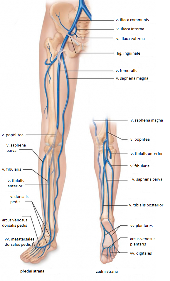 Анатомия вен ноги. Вена сафена Магна анатомия. Подкожные вены голени анатомия.