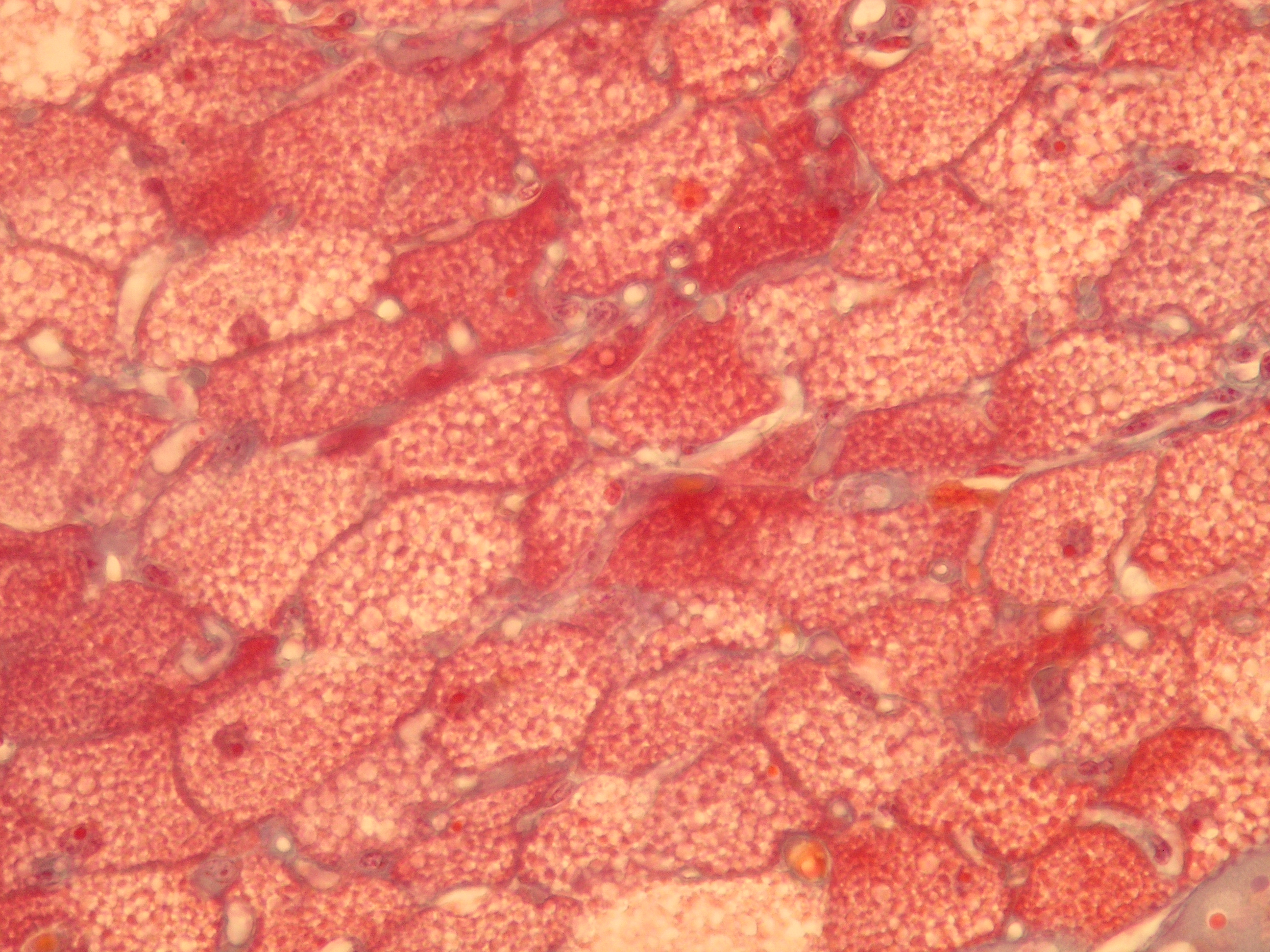 22 c Hnedy tuk 400x.jpg