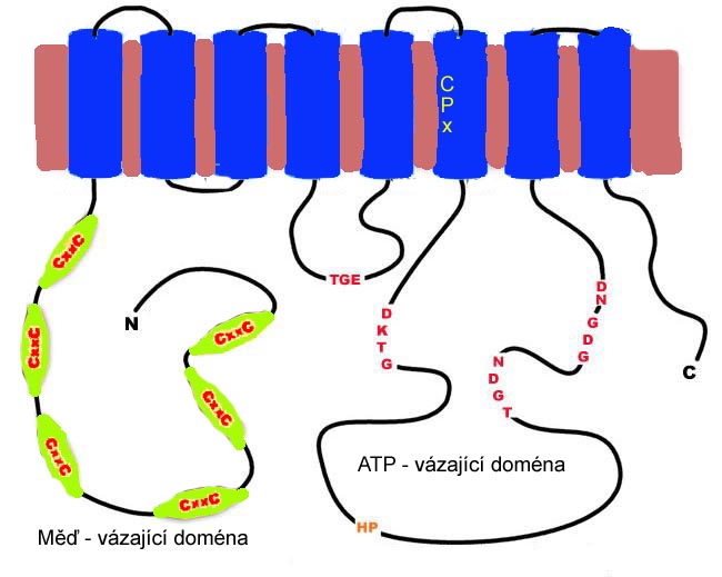 Gen ATP7B WikiSkripta