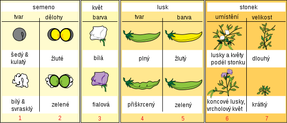 Sedm charakteristik hrachu sledovaných Mendelem
