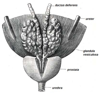 Glandula vesiculosa.jpg. 