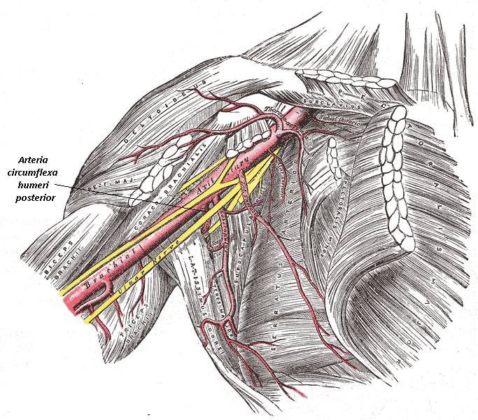 A. circumflexa humeri posterior