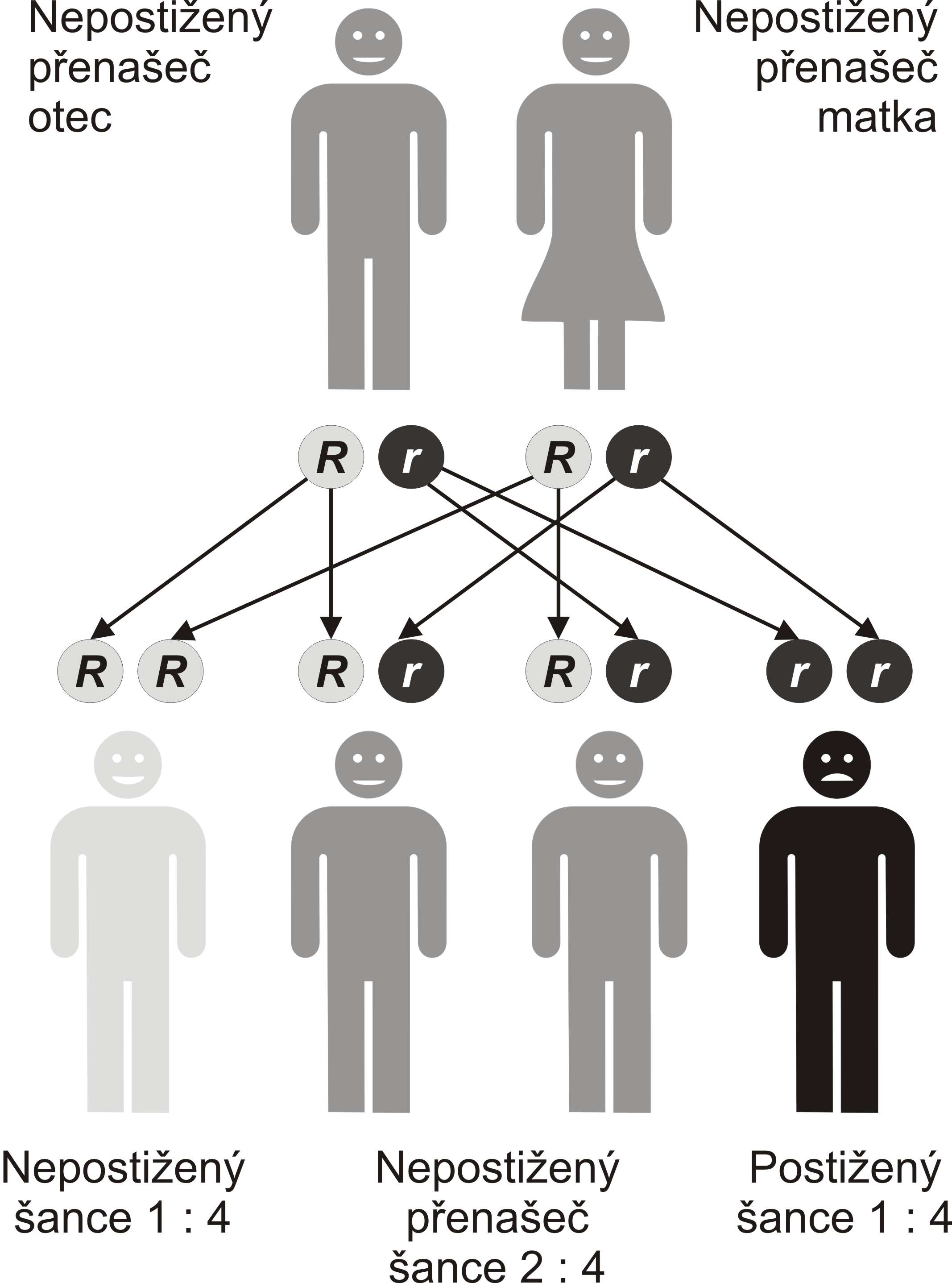 Autosomálně recesivní dědičnost dědičnost cystické fibrózy