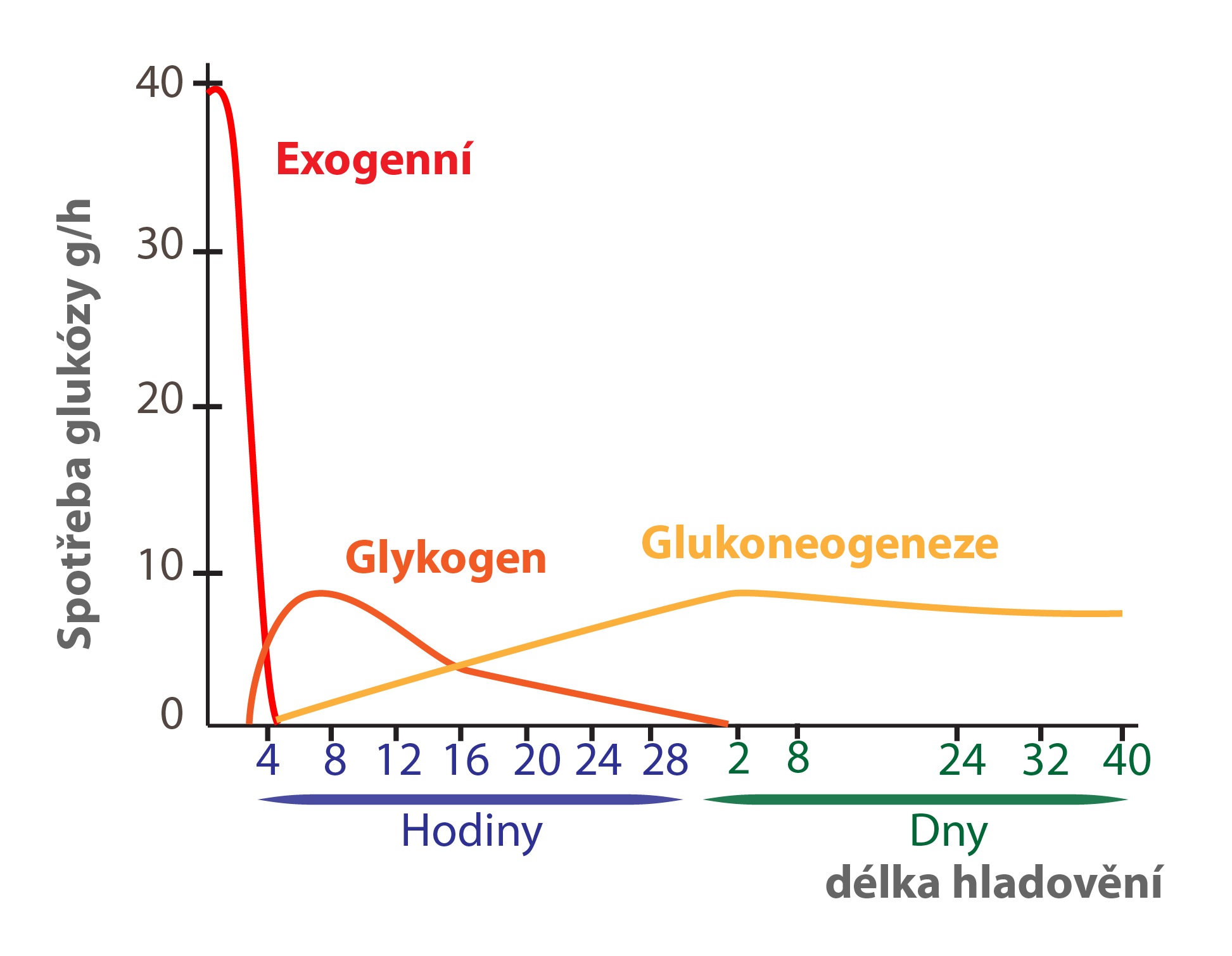 Glucose consumption