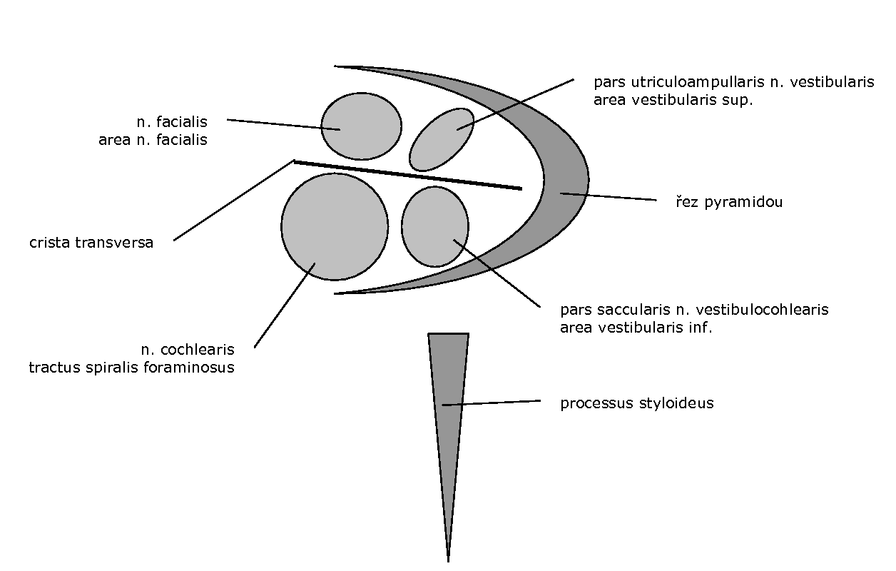Fundus meatus acustici interni – schematický pohled na pravý meatus z vnitřní zadní strany