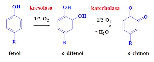 Katecholoxidasy.jpg