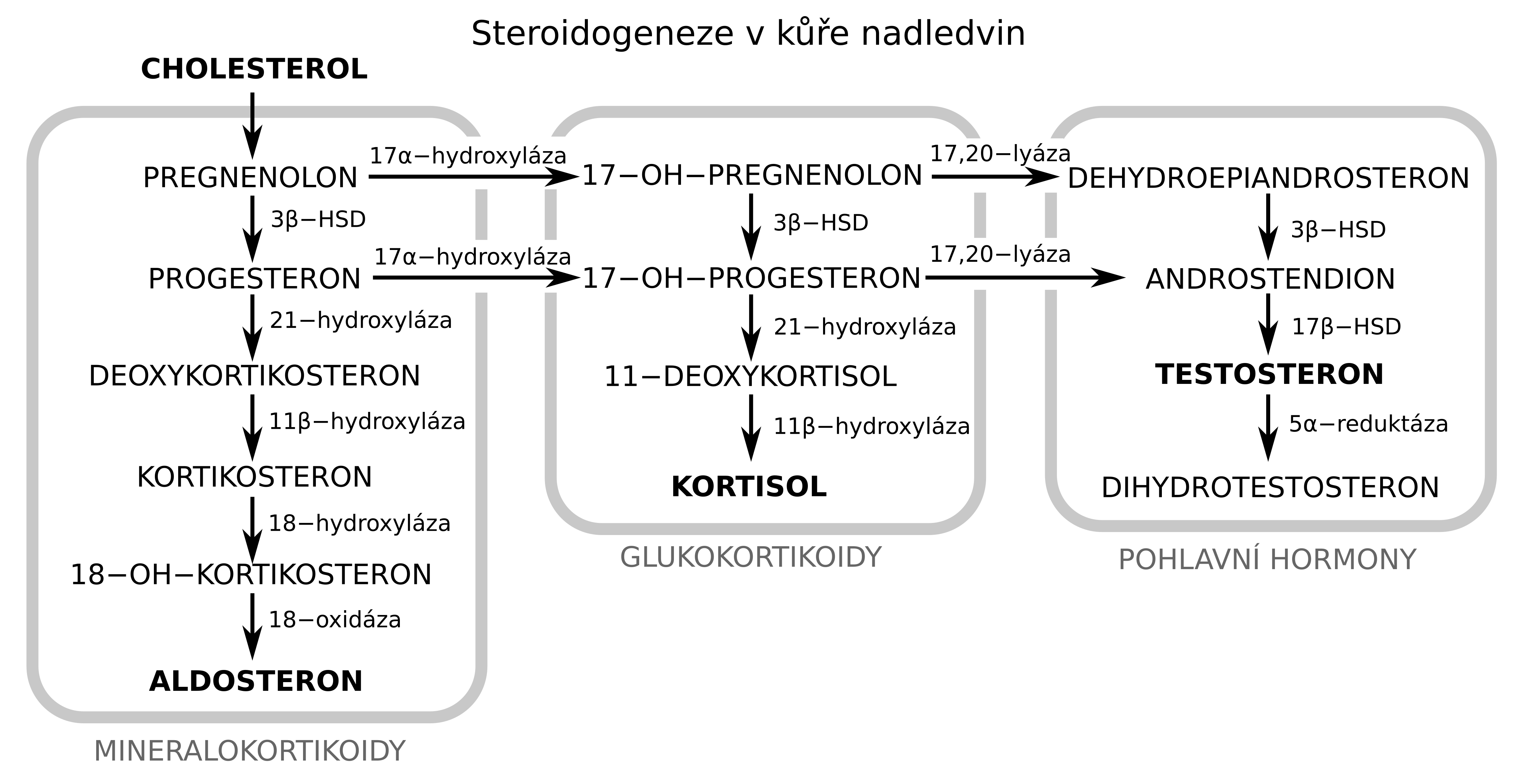 Steroidogeneze.png