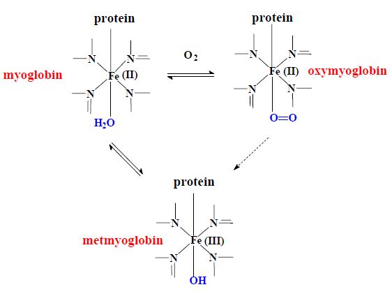 Myoglobiny.jpg