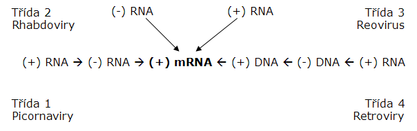 Způsoby genové exprese RNA virů