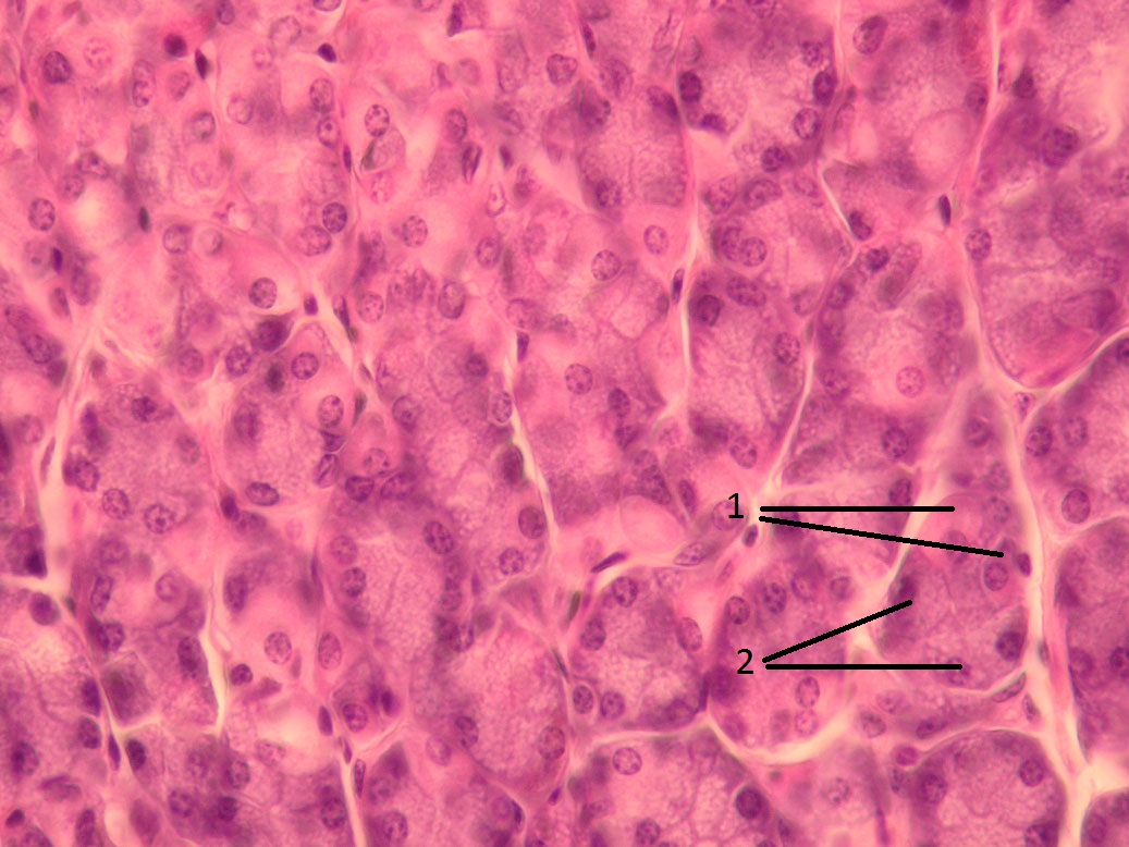 Žaludek fundus 3.jpg