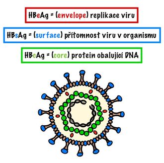 Antigenní části viru hepatitidy B.jpeg