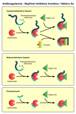 Působení vysokomolekulárního a nízkomolekulárního heparinu