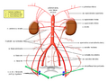 Párové větve břišní aorty