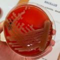 Bacillus subtilis, krevní agar