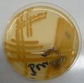 Bacillus subtilis, Müllerův-Hintonův agar